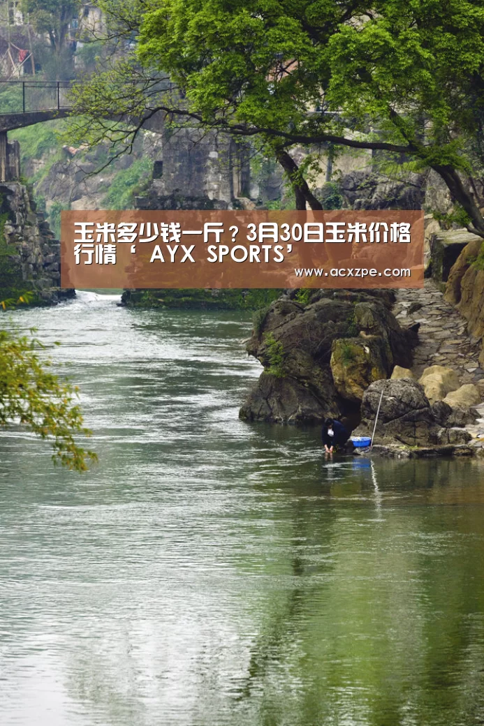 玉米多少钱一斤?3月30日玉米价格行情‘ AYX SPORTS’(图1) AYX SPORTS